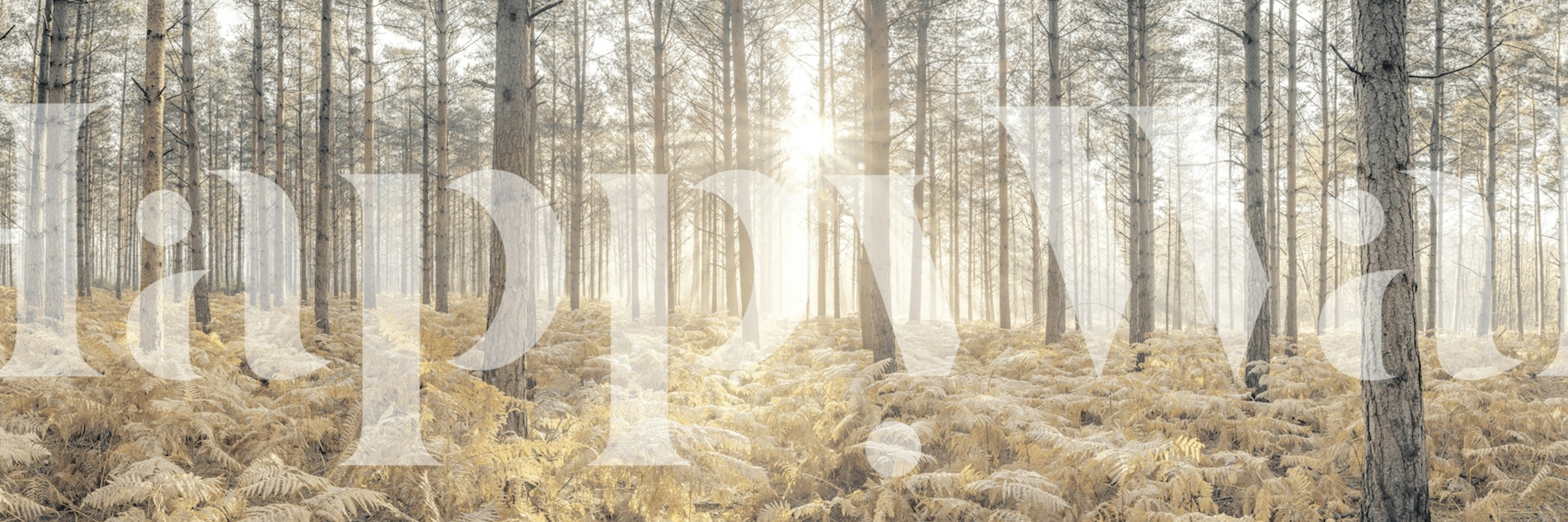 Forest wallpaper with sunrays filtering through trees