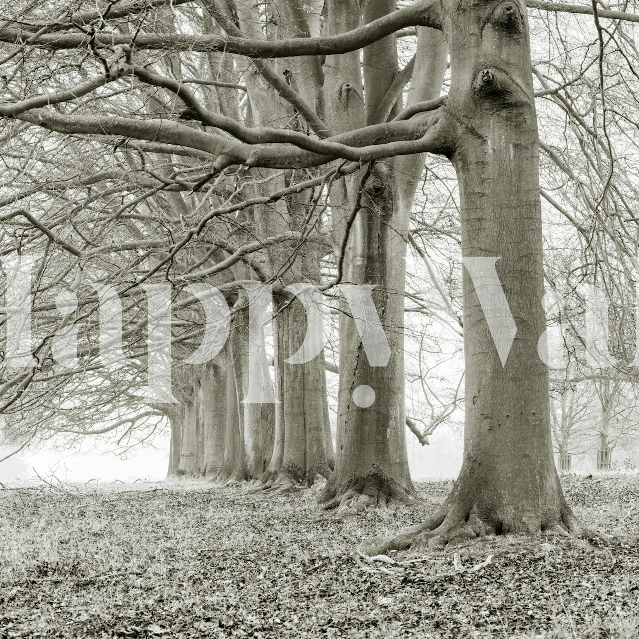 Black and white photography of tall trees with branches wallpaper