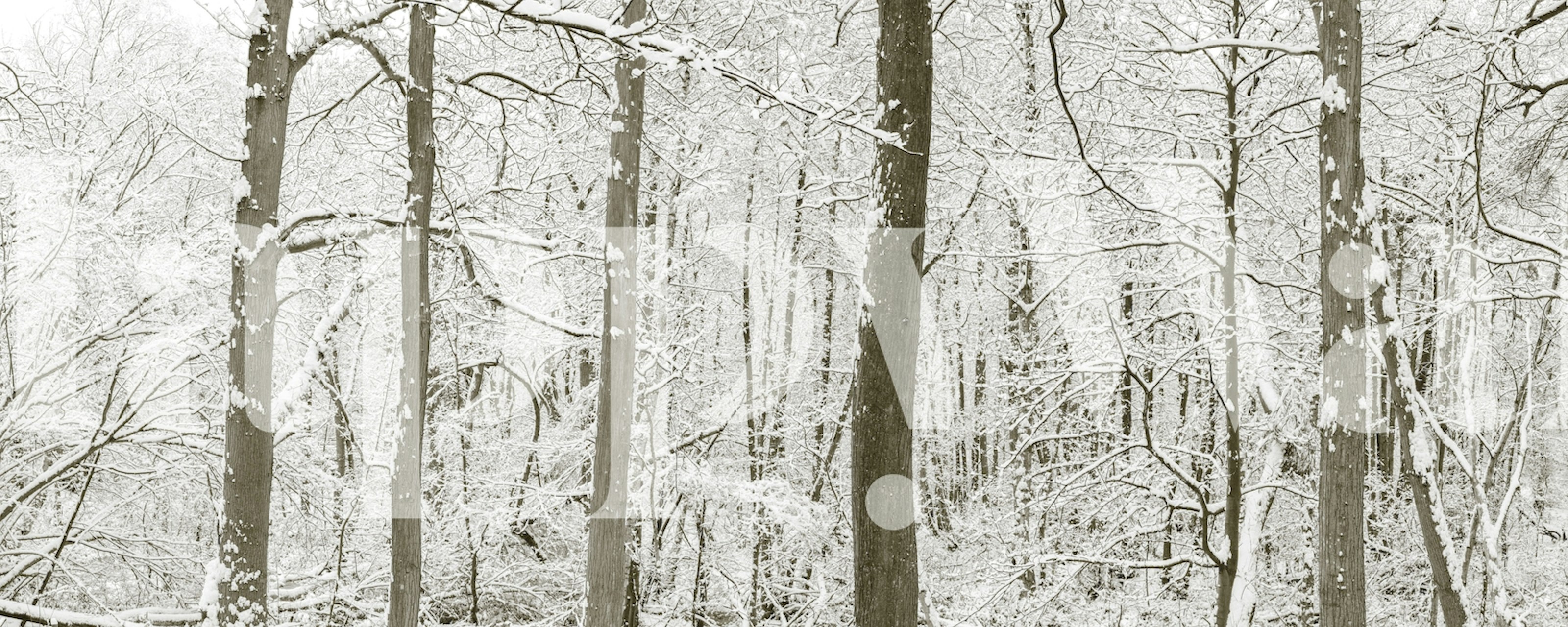Snow-covered trees in a winter forest wallpaper