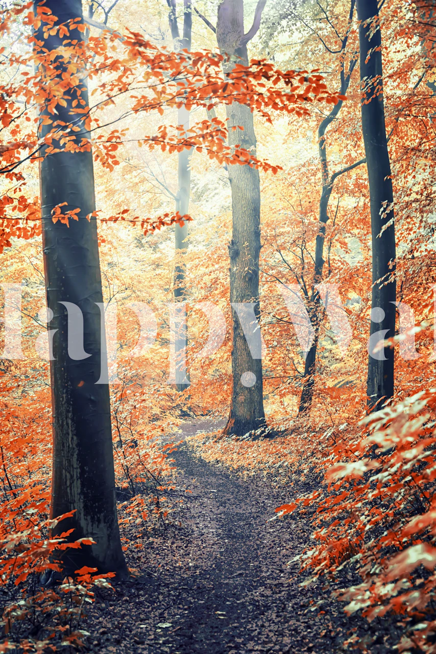 Wallpaper featuring a German autumn forest