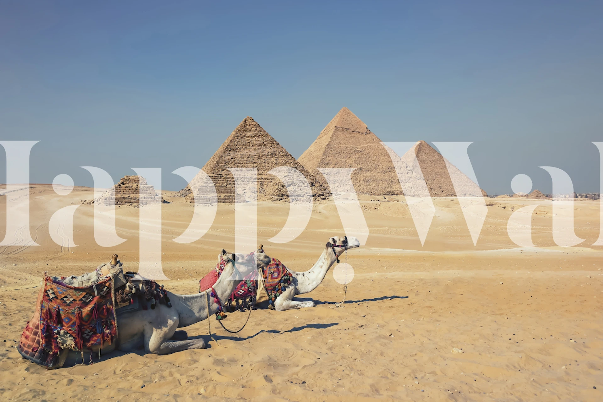 Giza Pyramids wallpaper in a room