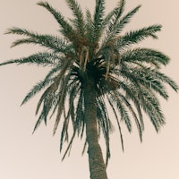 Palm Tree Beach Dream 6 tapety