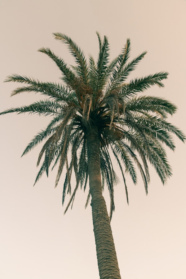 Palm Tree Beach Dream 6