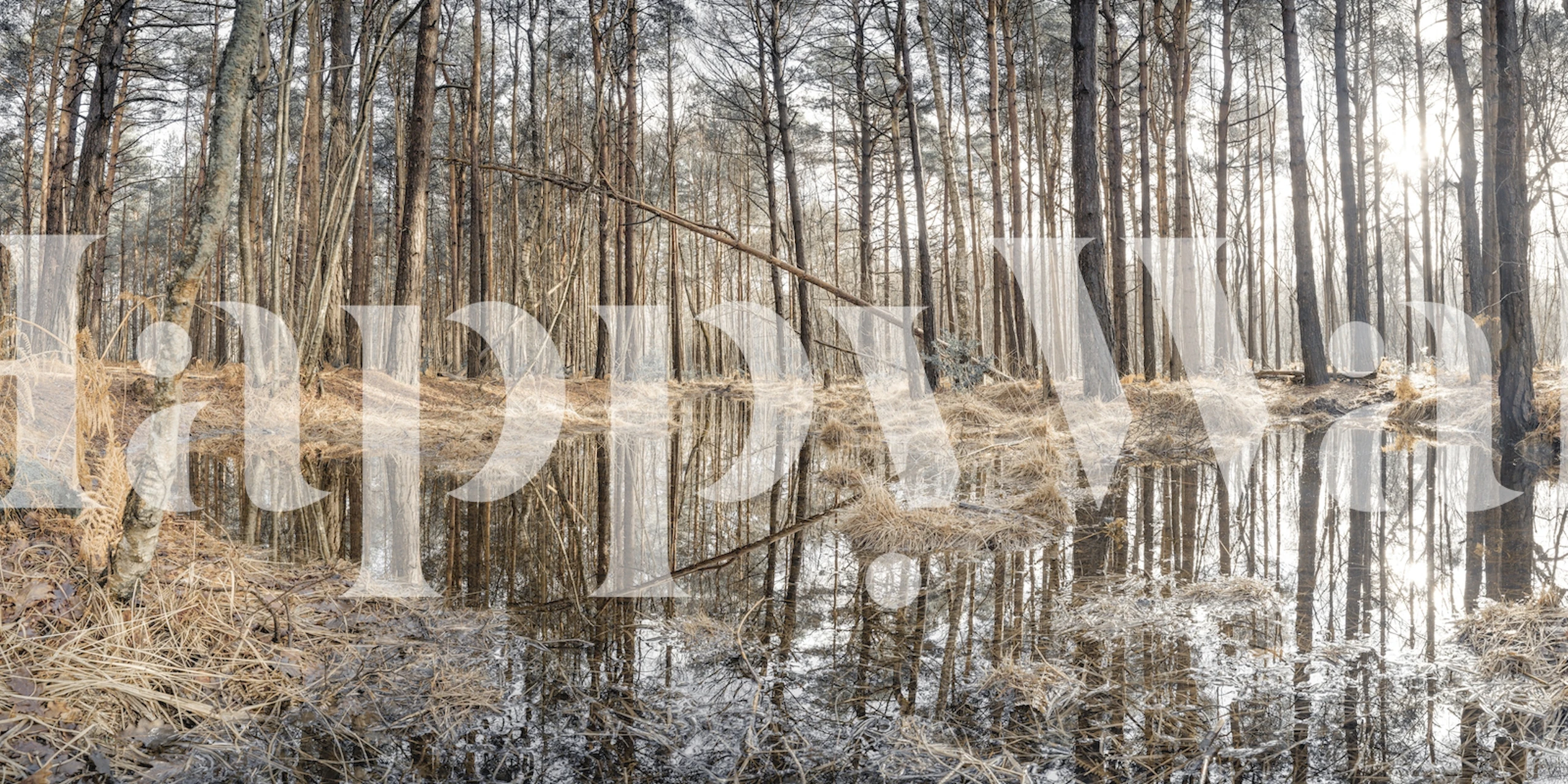 Forest reflections wallpaper in a room