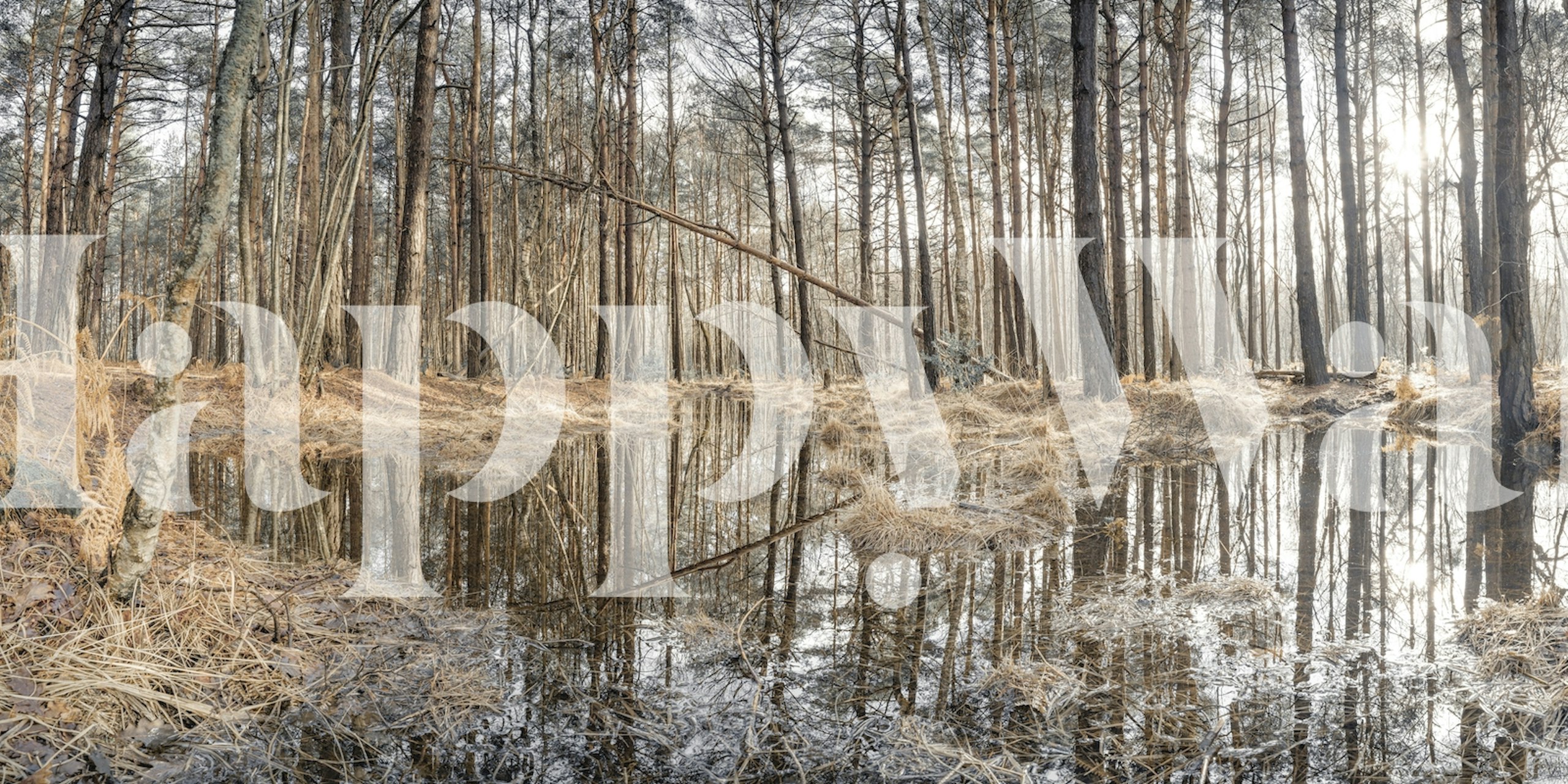Forest reflections wallpaper in a room