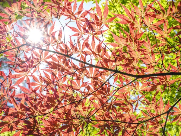 Autumn's Palette