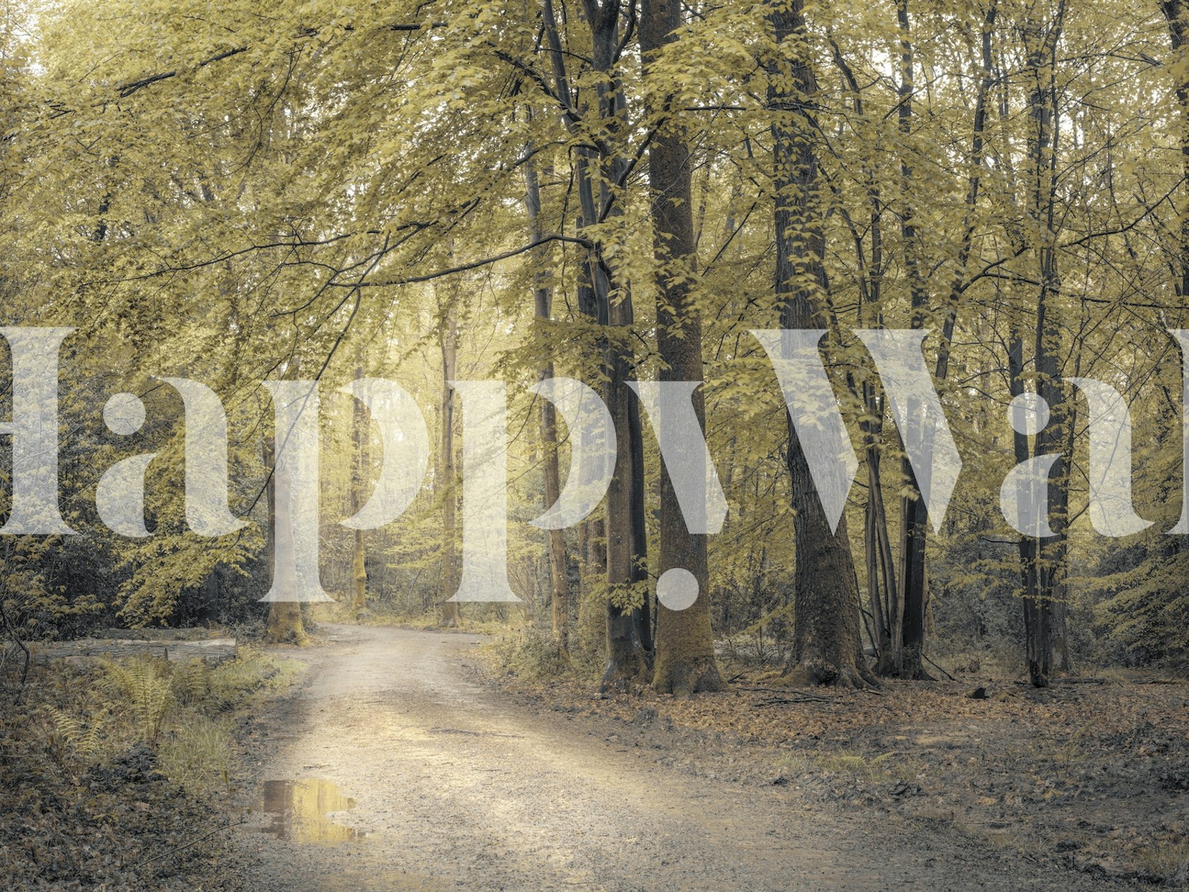 Förtrollande skogsstig fototapet med höstfärger och mjukt solljus