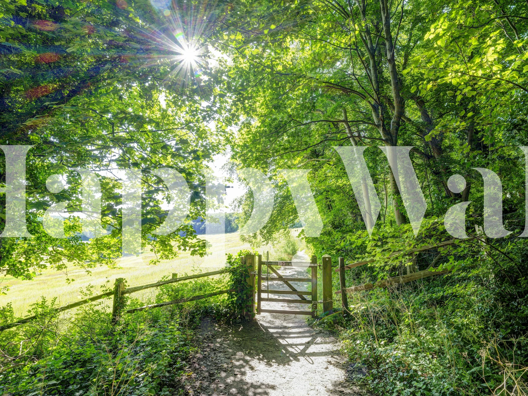 Lush green trees and open field with sunlight wallpaper
