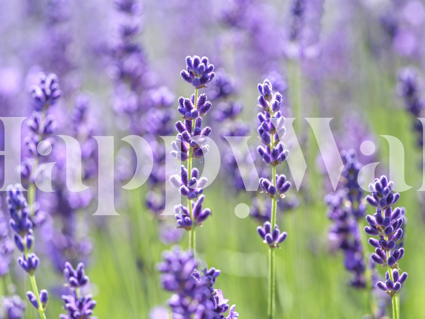 Lavender field wall mural with rich purple hues and calming green accents.