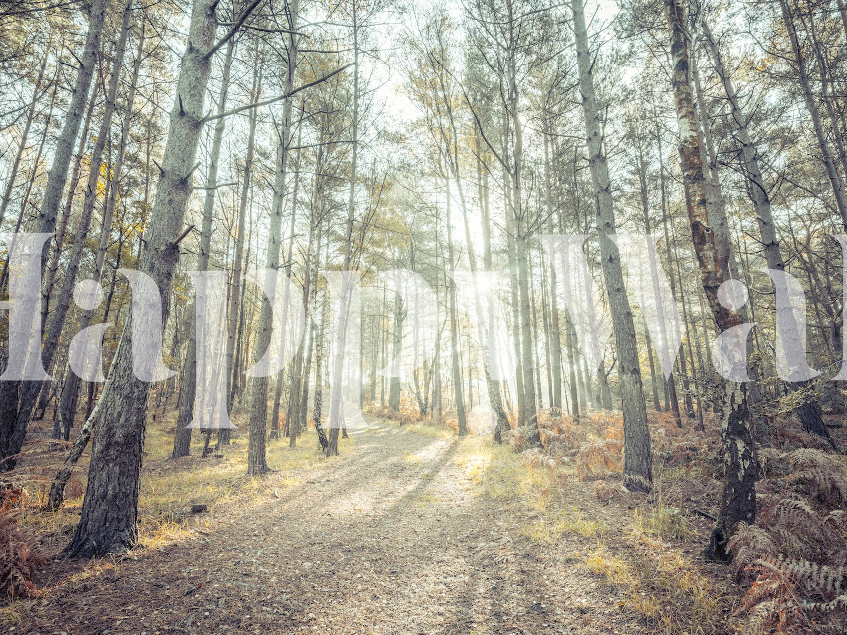 Tranquil Pathway wallpaper in a room