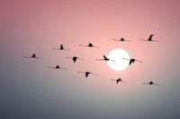 Flamingo Sunset tapete