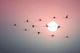 Flamingo Sunset