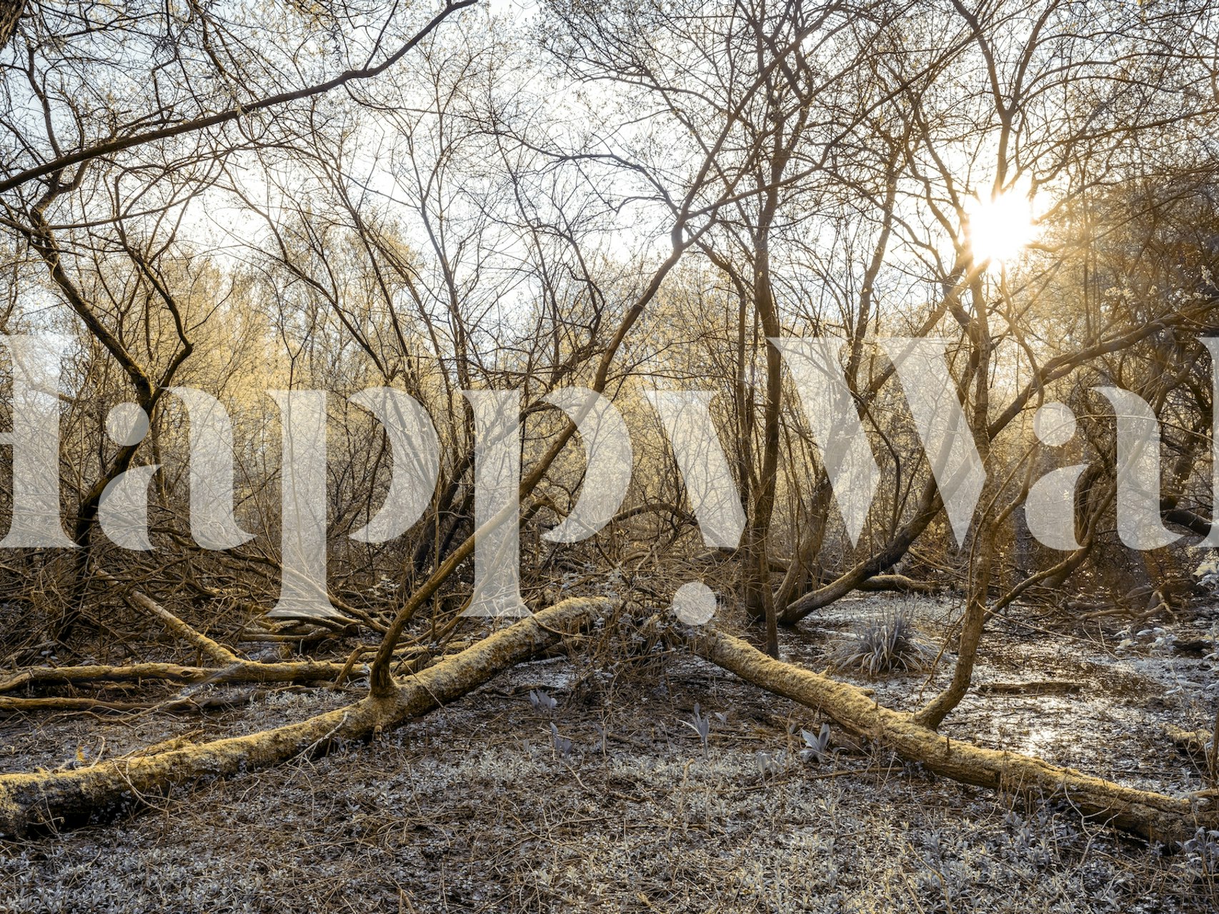 Peinture murale boisée humide représentant une forêt sereine après une pluie avec des branches et des feuilles mouillées