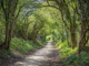 Journey through Forest