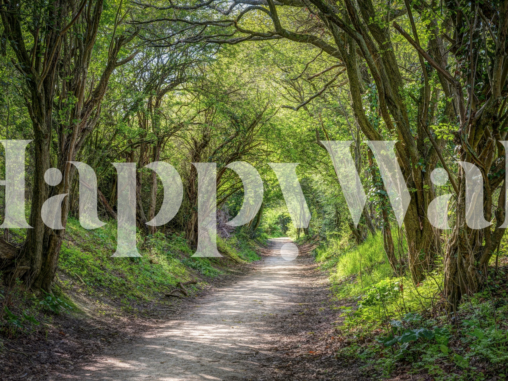 Journey through Forest papier peint dans une pièce