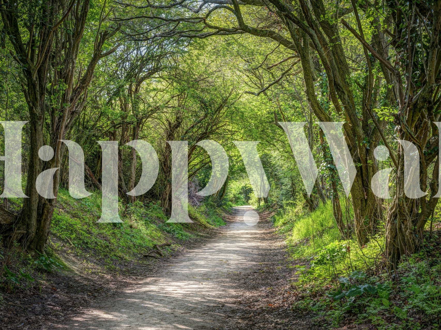 Journey through Forest tapet i ett rum