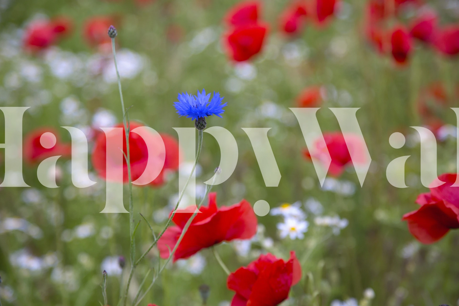 Vibrant Poppy Flowers tapeta v pokoji