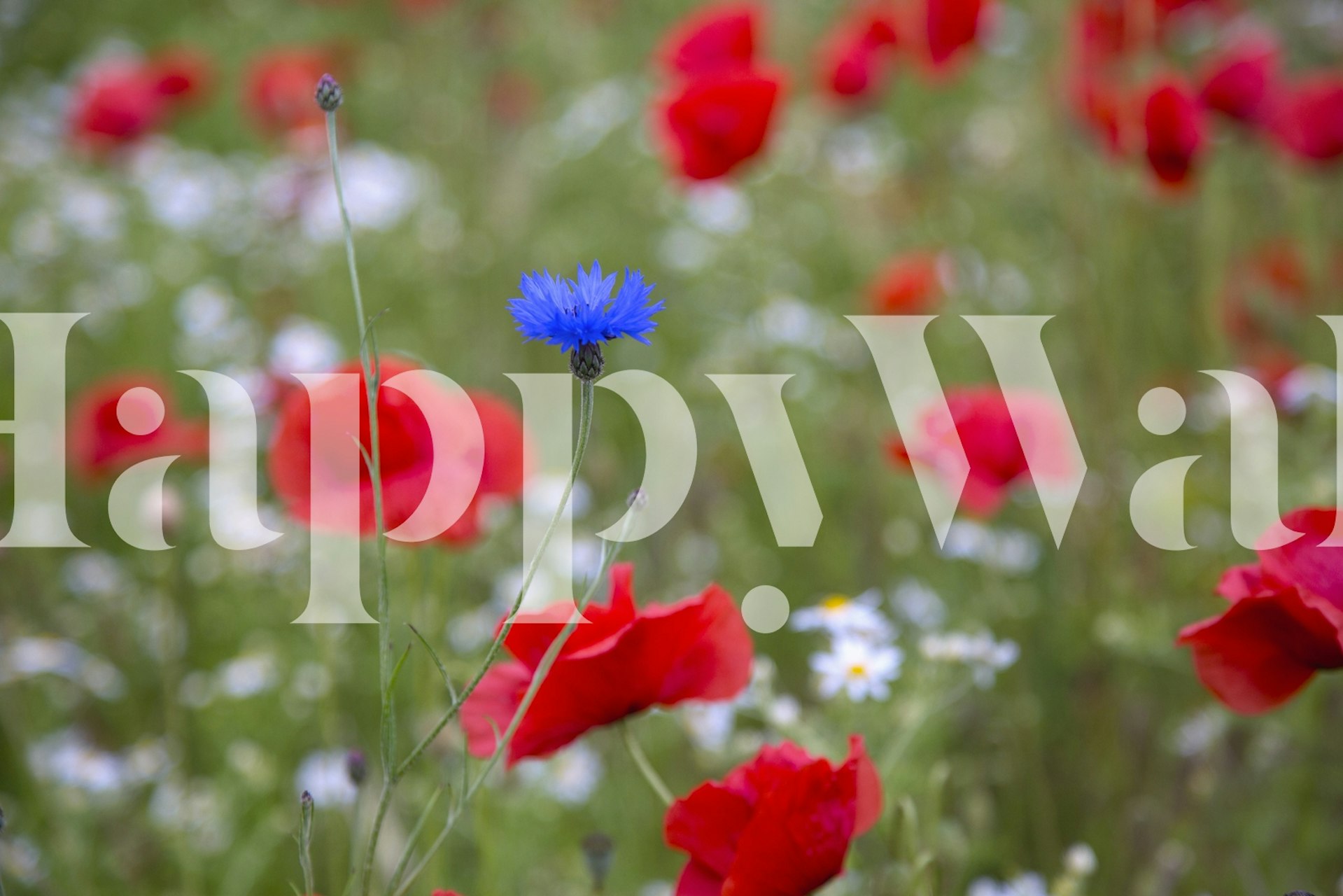 Ταπετσαρία Vibrant Poppy Flowers σε ένα δωμάτιο