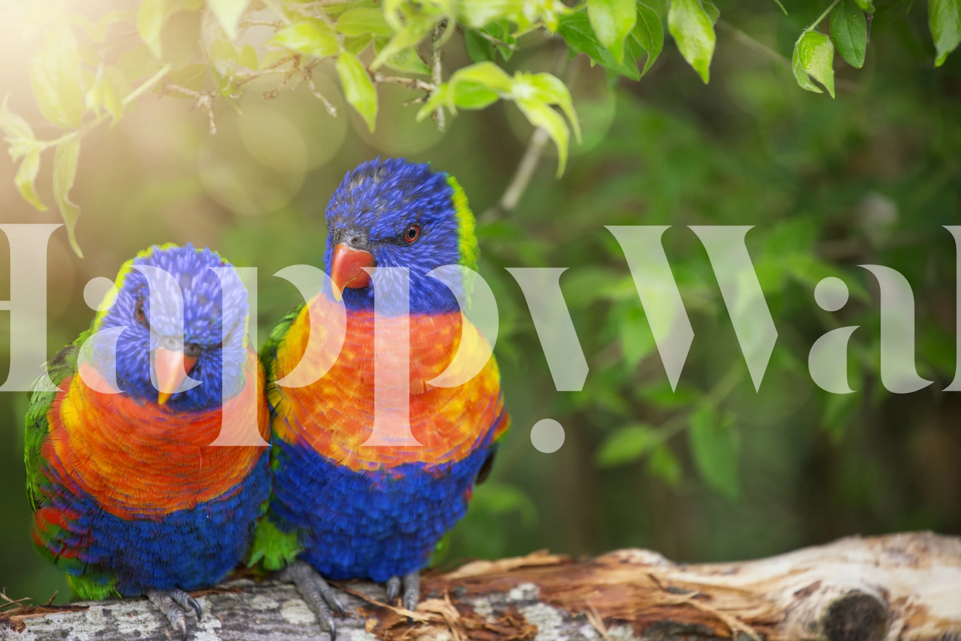 Colorful lorikeet couple on a branch with green leaves and sunlight