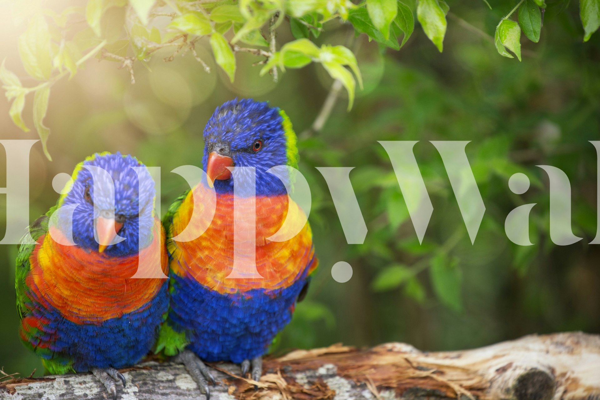 Colorful lorikeet couple on a branch with green leaves and sunlight