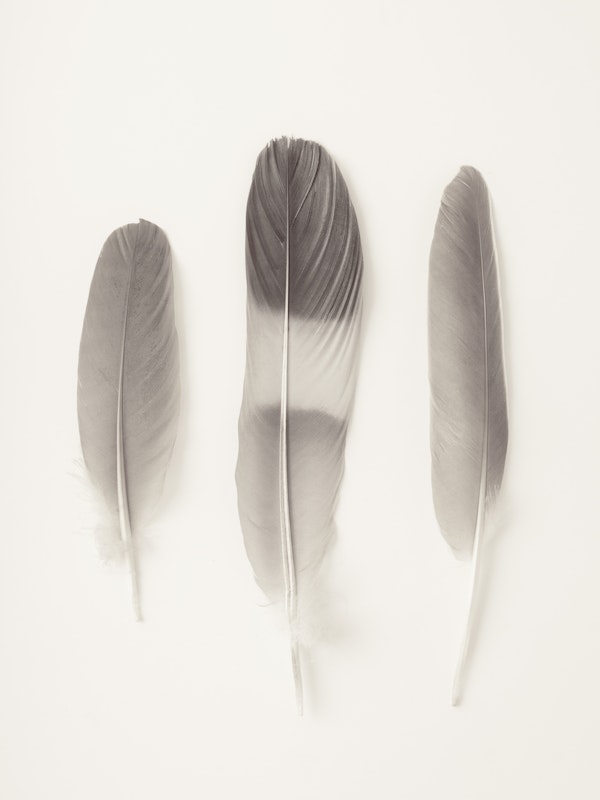 Delicate Feathers