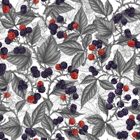 Blackberries on white wallpaper
