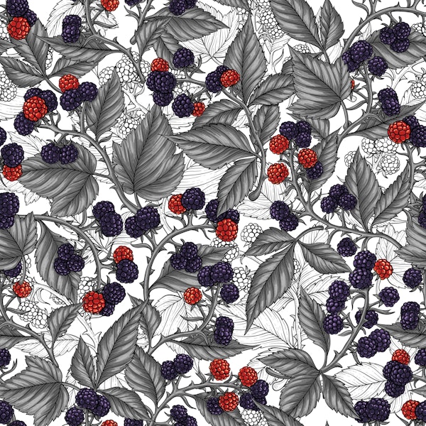 Blackberries on white