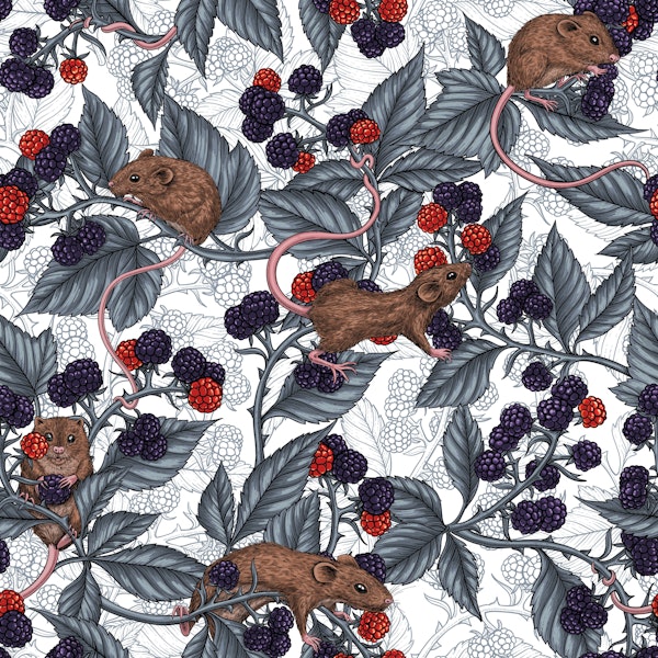 Mice and blackberries on white