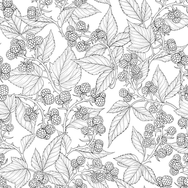 Blackberry, monochrome in black and white