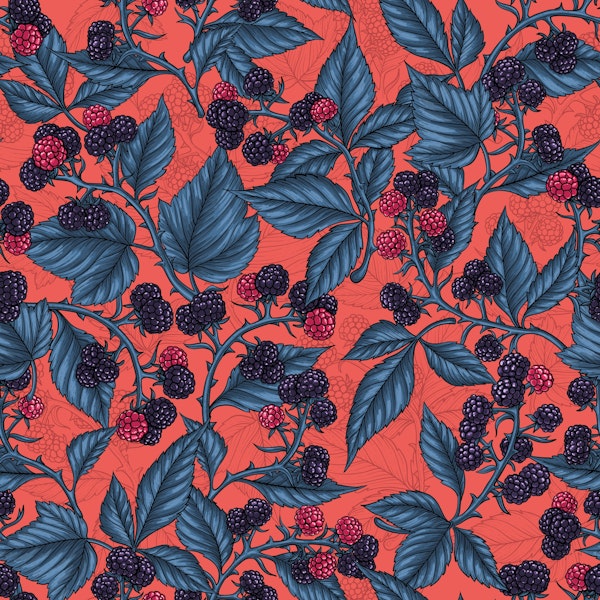 Blackberries on coral red