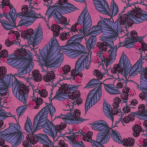 Blackberries on peony pink