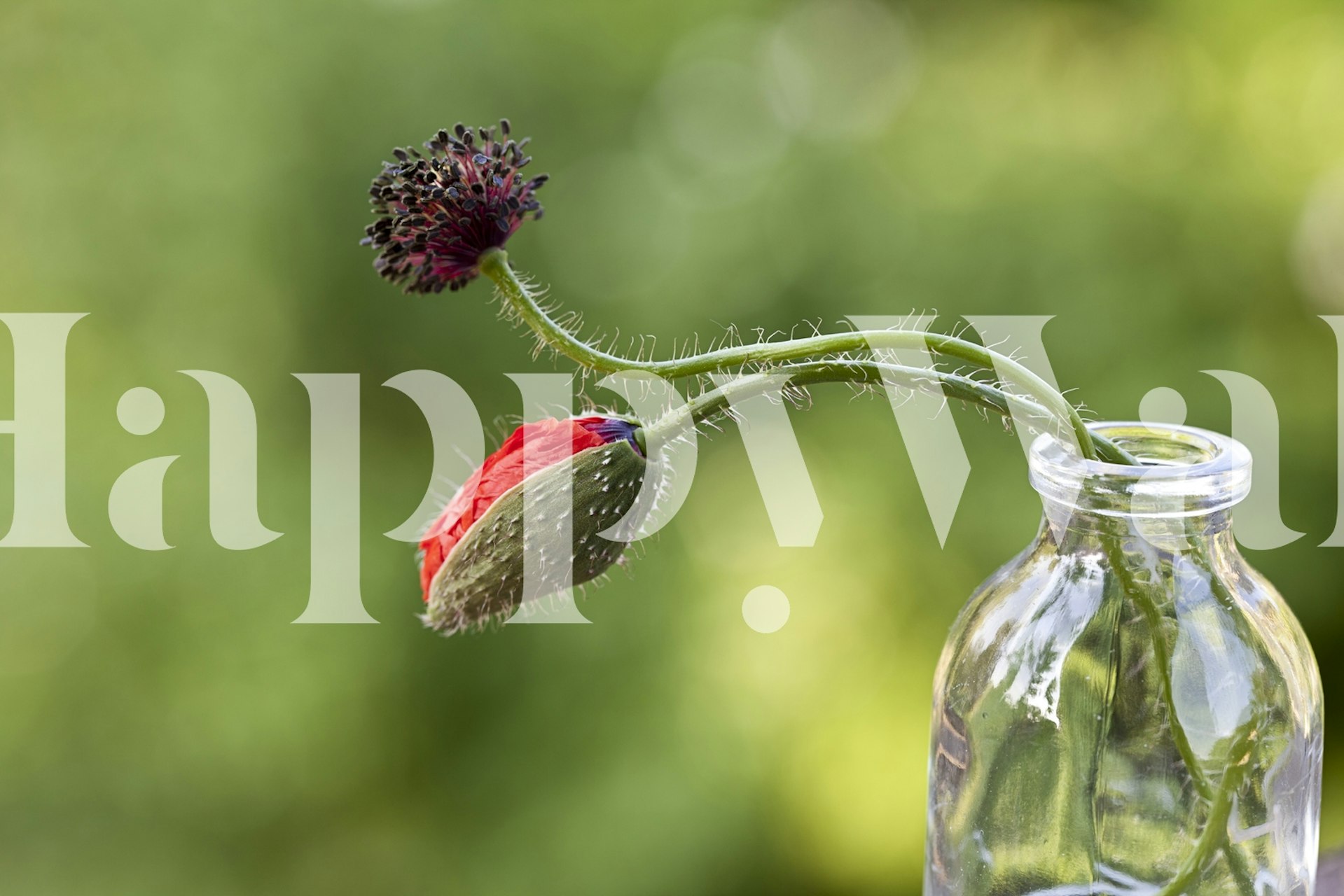 Enkel röd vallmoblomma och knopp i en glasvas med suddig grön bakgrund