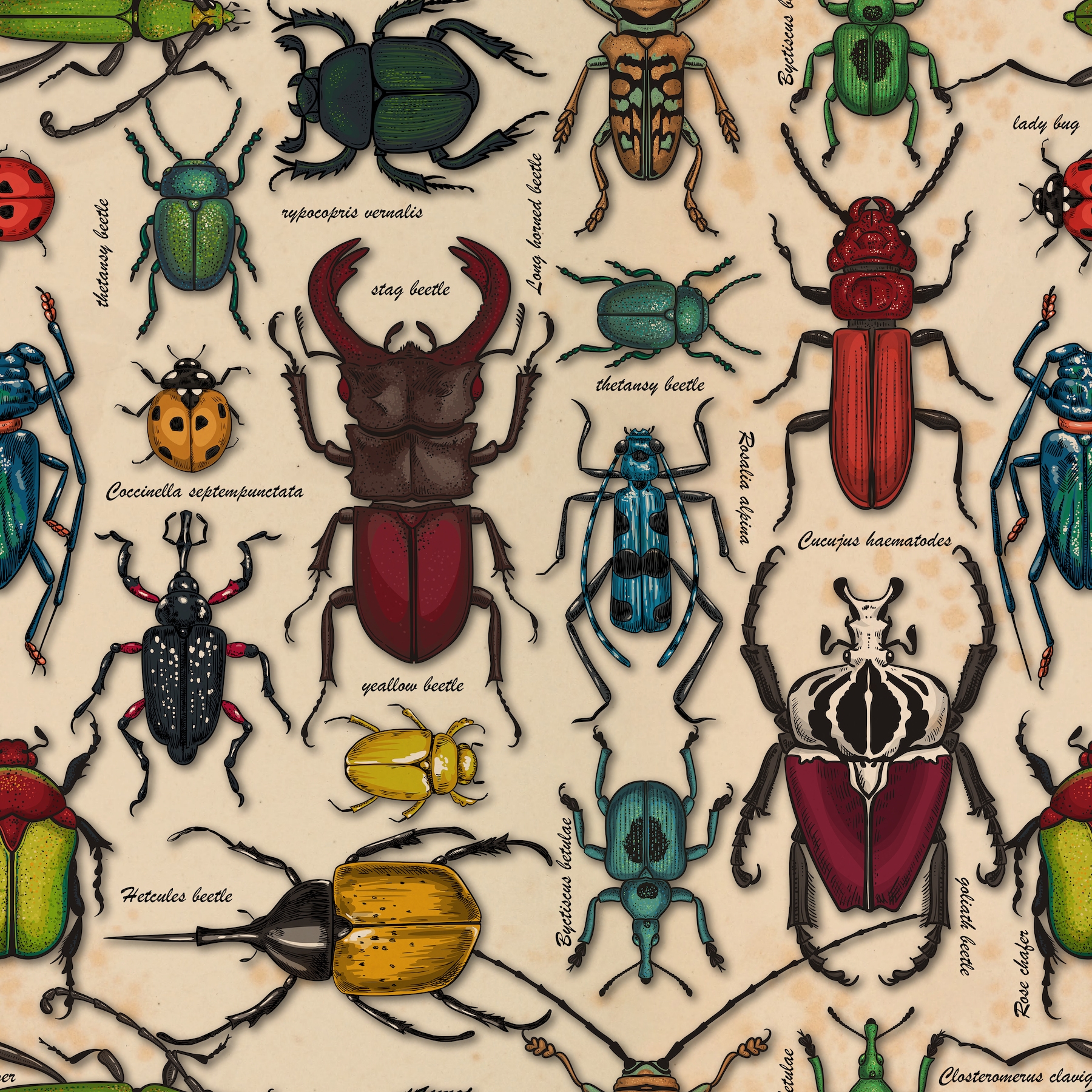 Buy Beetles on Old Paper Wallpaper - Happywall