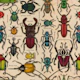 Beetles on old paper