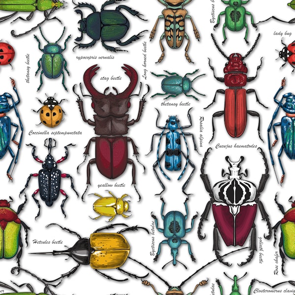 Beetles on white