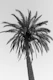 Palm Tree Beach Dream 7