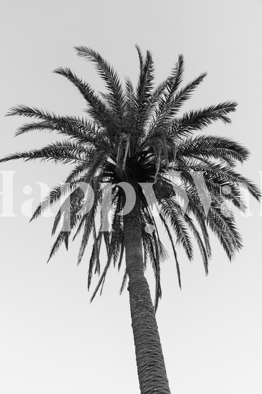 Mural en blanco y negro de una palmera solitaria contra un cielo despejado