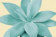 Yellow Agave Romance 1