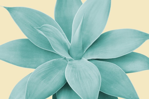 Yellow Agave Romance 1