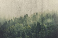 Frash Day Nature ταπετσαρία