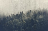 Fresh Day Dark ταπετσαρία