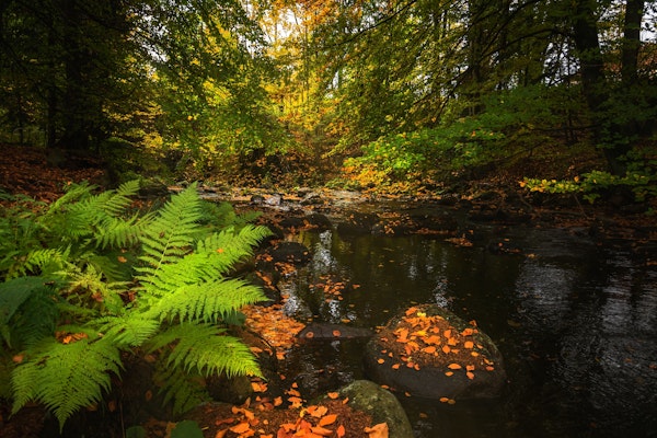 Autumn Colours at Lake