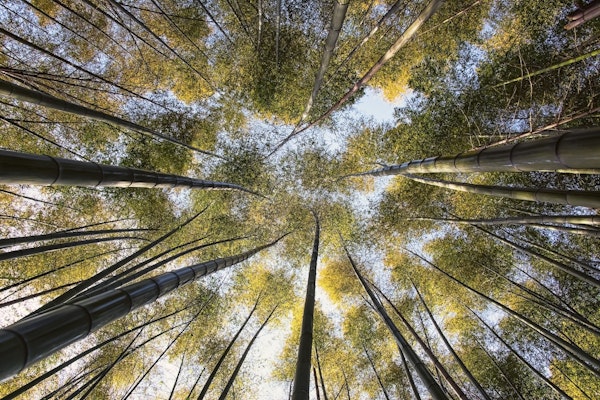 Arashiyama Bamboo Forest