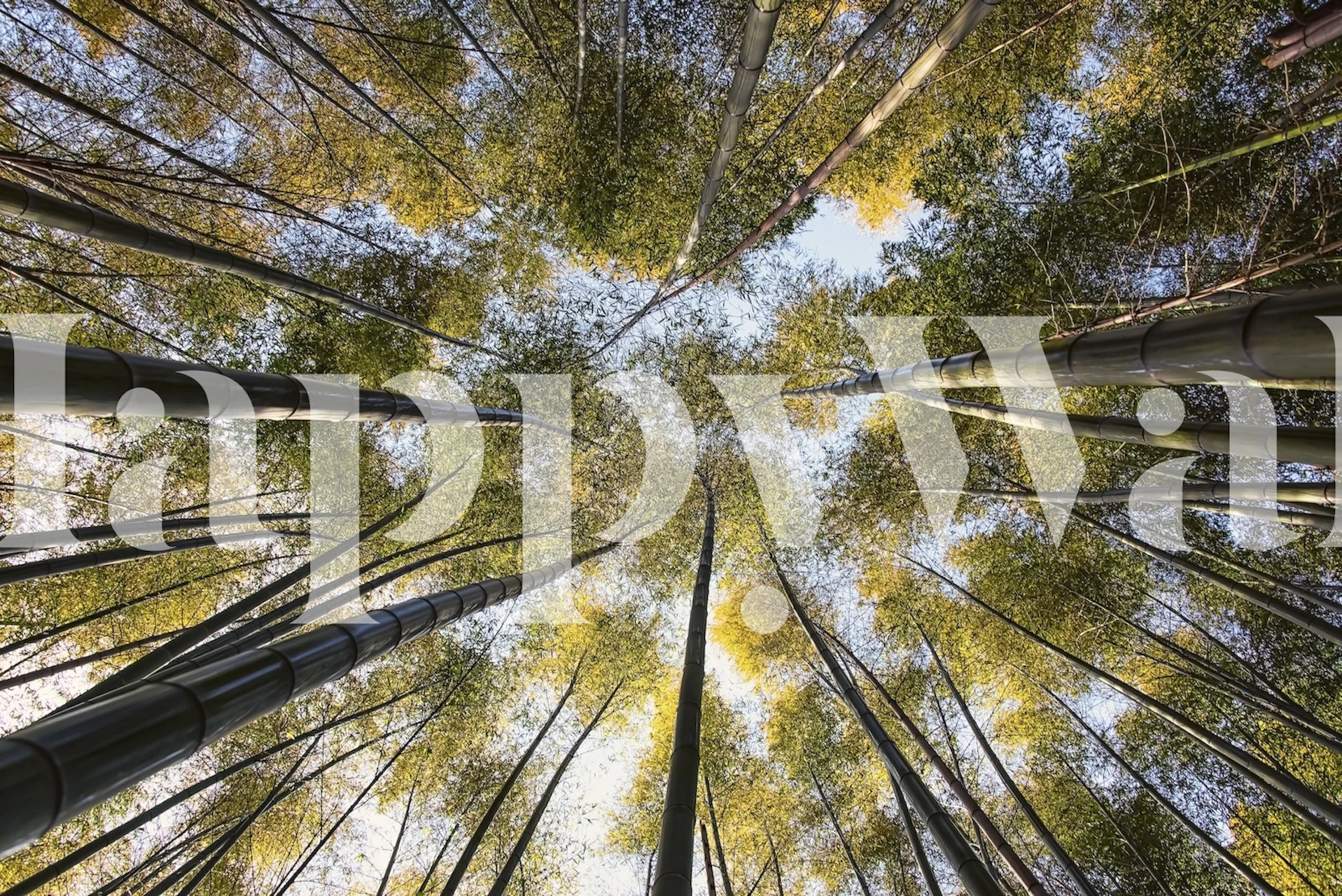 tapeta Arashiyama Bamboo Forest w pokoju