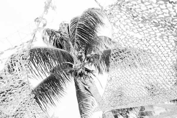 Caribbean Palm Tree Oasis 2