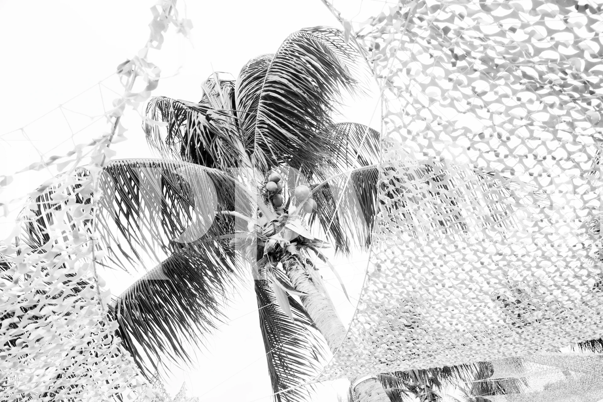 Black and white palm tree wallpaper with dynamic leafy patterns