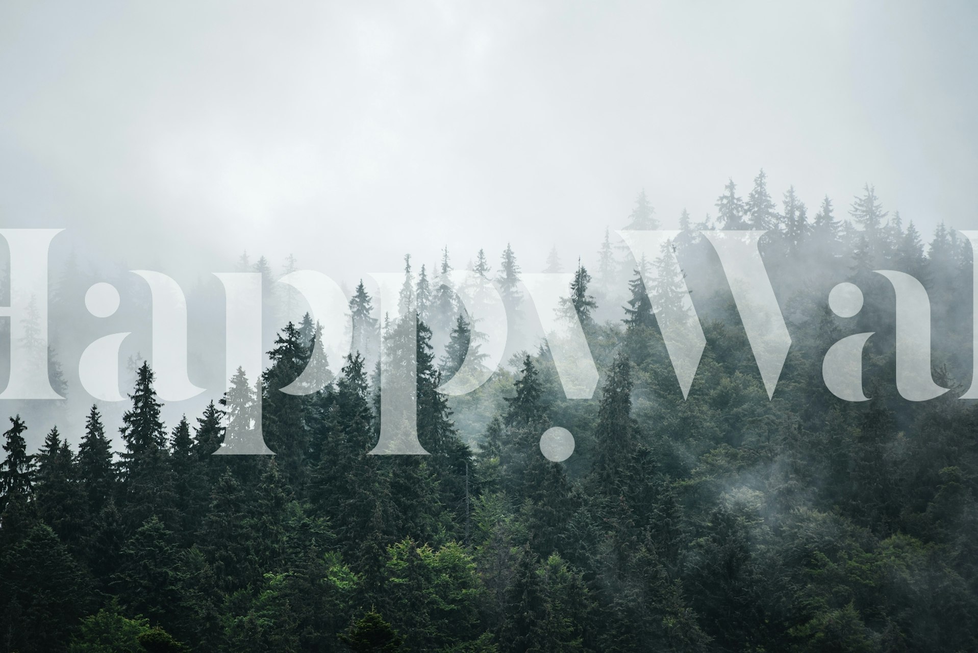 Foggy forest landscape with trees and mist wallpaper