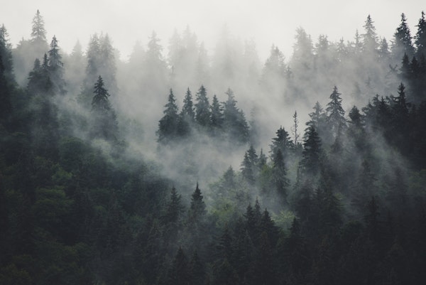 Misty forest beauty