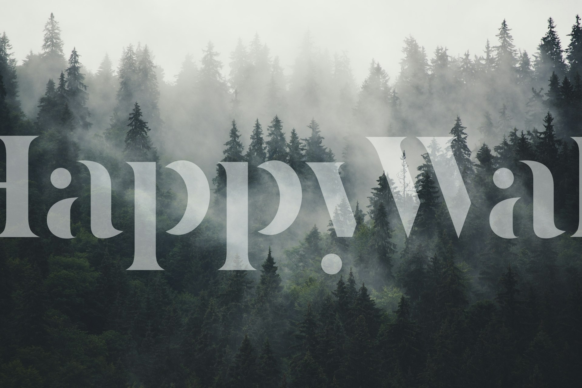 Misty forest beauty wallpaper in a room