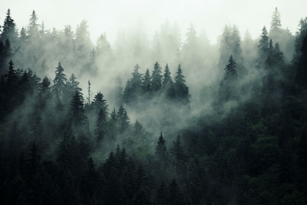 Misty forest beauty II